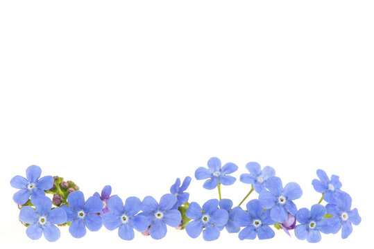 Forget Me Nots Border Images Browse 467 Stock Photos Vectors And Video Adobe Stock