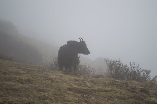 Yak Shrouded in Clouds Along the Everest Base Camp Trek in the Nepalese Himalayas Between Jiri and Lukla (Close to Pikey Peak)