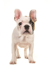 Cute almost white french bulldog puppy standing looking at the camera seen from the front isolated on a white background