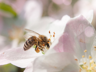 Bee collects nectar and pollen on white cherry bloom with green leaf and sun beams on the background. Spring day theme.