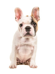 Cute almost white french bulldog puppy sitting and leaning forward looking at the camera isolated on a white background