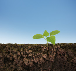green plant growing seedling
