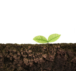 green plant growing seedling