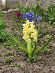Obraz premium Hyacinth on flowerbed