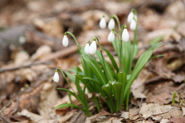 Flowering snowdrops in spring forest. (Galanthus nivalis)