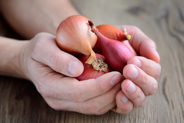 Hands (human farmer chef cook) holding fresh onions on rustic wooden background