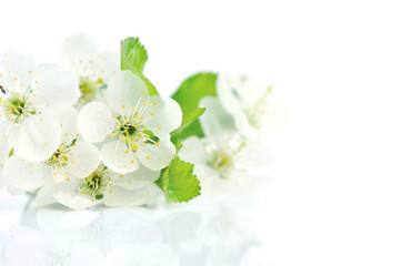 Cherry twig in bloom isolated on a white background