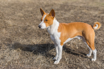 Brave Basenji dog standing on early spring ground