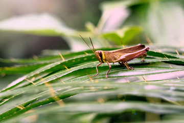 Locusts are scarab dwelling in the jungle.