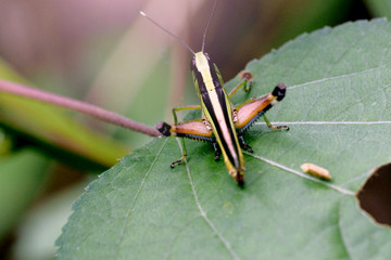 Locusts are scarab dwelling in the jungle.