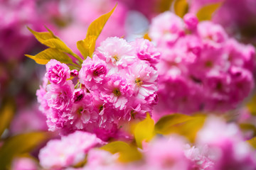 Pink sakura flowers and large green leaves.