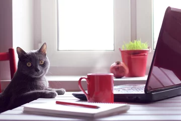 Crédence de cuisine en verre imprimé Chat fatigué de travailler faire la pause-café/ Chat pensif assis à la table avec un ordinateur portable et une tasse rouge