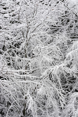 Beautiful winter trees branches with a lot of snow. Snow covered trees in winter.