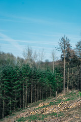 Holz im Wald/Gefällte Bäume im Wald