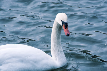 Naklejka premium beautiful white swan on the lake
