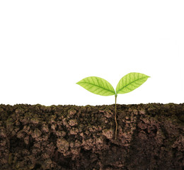 green plant growing seedling