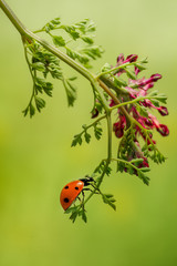 Ladybug