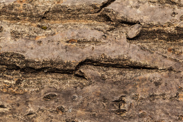 wooden background