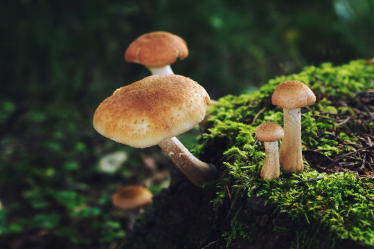 Mushrooms on green stump in summer forest