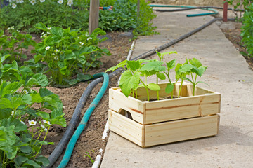 Wooden box sprouts small cucumber ready for planting on the ground stands next to the strawberries and hoses in the garden