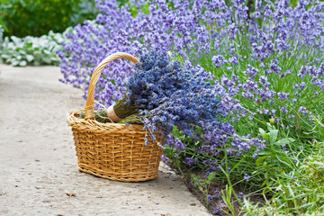 Bouquets of lavender in wicker basket in the garden