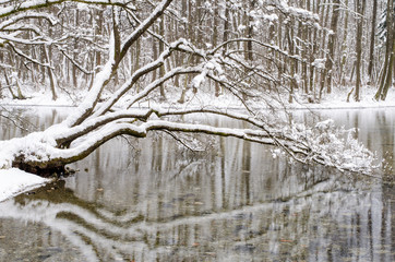 Spring of the Bosna river, park Vrelo Bosne near Sarajevo - Bosnia and Herzegovina, winter scene