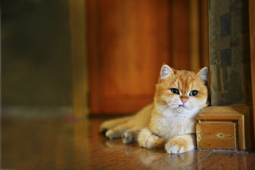 Cat bad mood isolated