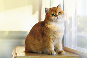Cats cast on the table by the window isolated