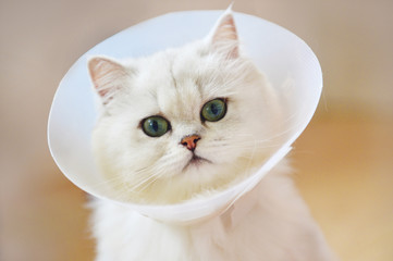 sick cats
