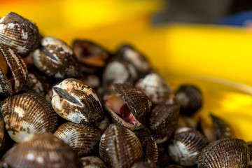 Cockle
