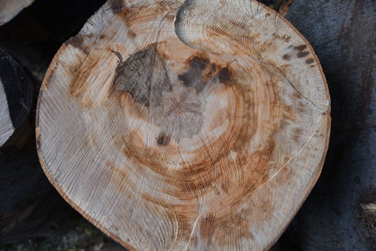bark and cut logs