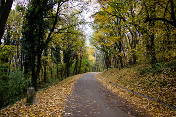 Autumn scene in the park, mountain forest
