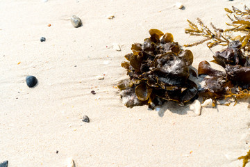 Seaweed on sand 