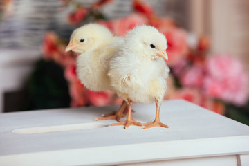 Couple of cute friendly little yellow newborn chicks on a wooden table on blurred background. Closeup