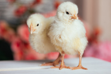 Couple of cute friendly little yellow newborn chicks on a wooden table on blurred background. Closeup