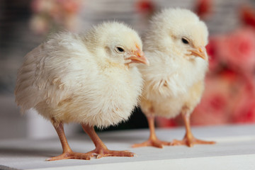 Couple of cute friendly little yellow newborn chicks on a wooden table on blurred background. Closeup