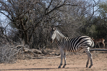 Obraz premium Marloth Park Game Reserve South Africa
