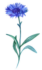 Fototapeta na wymiar watercolor cornflower
