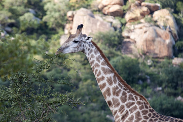 Marloth Park Game Reserve South Africa