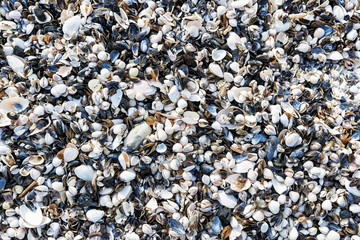 background with shells. Baltic sea.