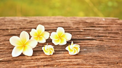Yellow frangipani flowers on the old brown wooden texture , the background blurred.