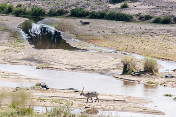 Marloth Park Game Reserve South Africa