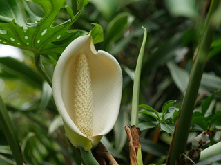 Jeune fruit délicieux, faux philodendron, jardin créole, La Réunion