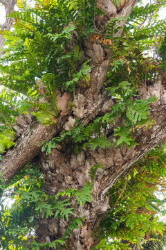 Drynaria, an tropical epiphytic plant, living on a big tree