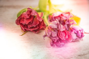Fototapeta premium Tulpen Blumenestrauß 