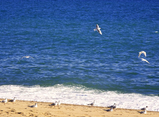 Fototapeta na wymiar Playa con gaviotas al lado del mar en zona de Barcelona Cataluña España