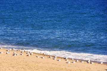 Playa con gaviotas al lado del mar en zona de Barcelona Cataluña España