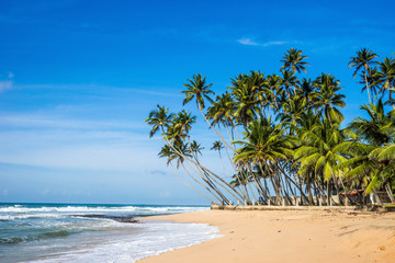 Tropical beach near Mirissa in sunny day. Indian ocean shore, Sri Lanka.