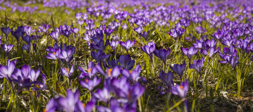 Lila Krokusse (Crocus) - Licht durchflutet