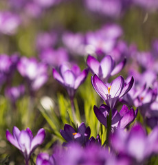 Lila Krokusse (Crocus) - Licht durchflutet       